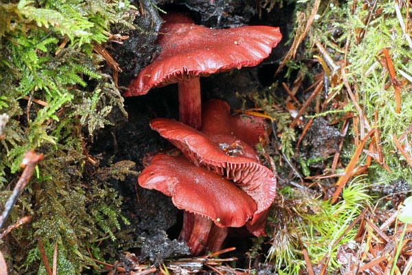 Tubaria punicea